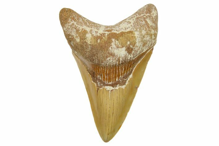Serrated, Fossil Megalodon Tooth From Morocco - Rare Location #384264